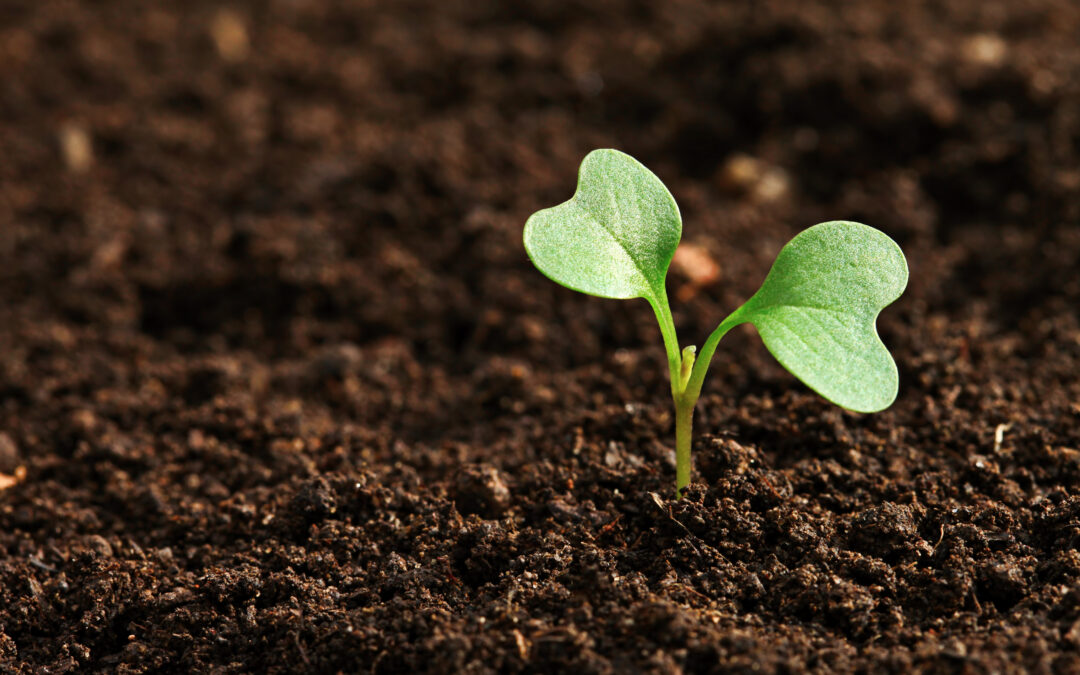 March for Gardeners: It’s all about the soil!