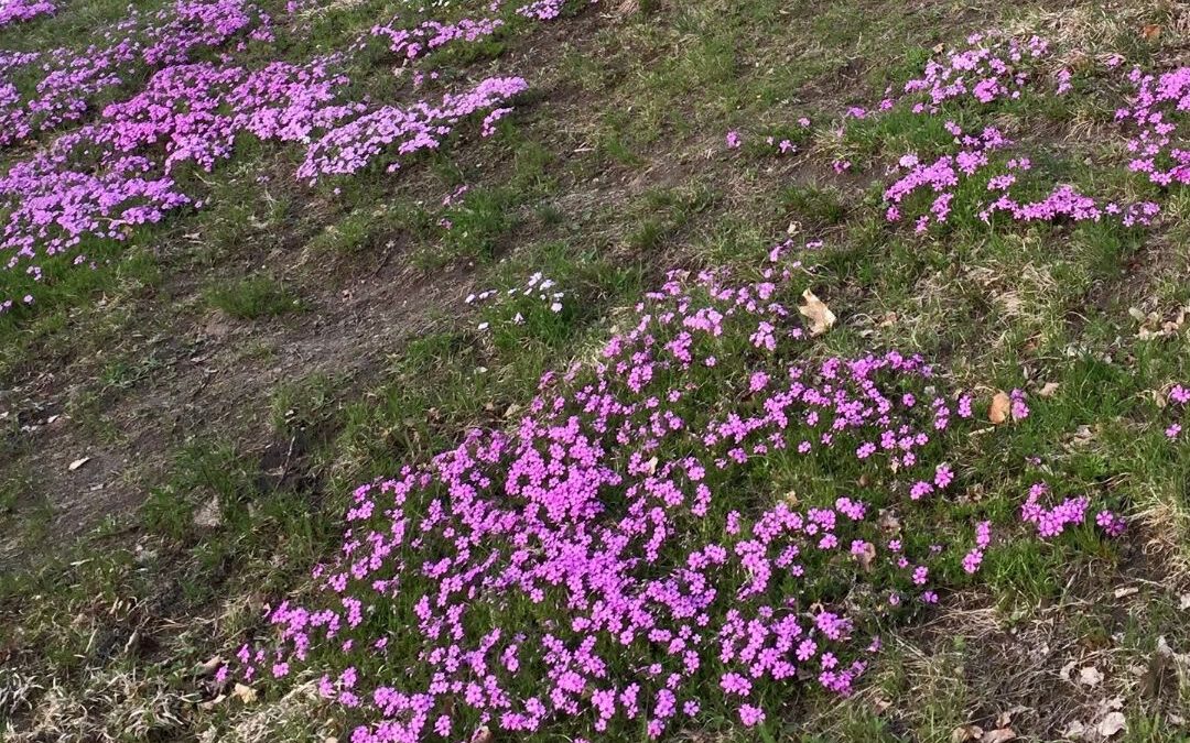 Lovely Options for Less Lawn on Display Now at Woodland Cemetery
