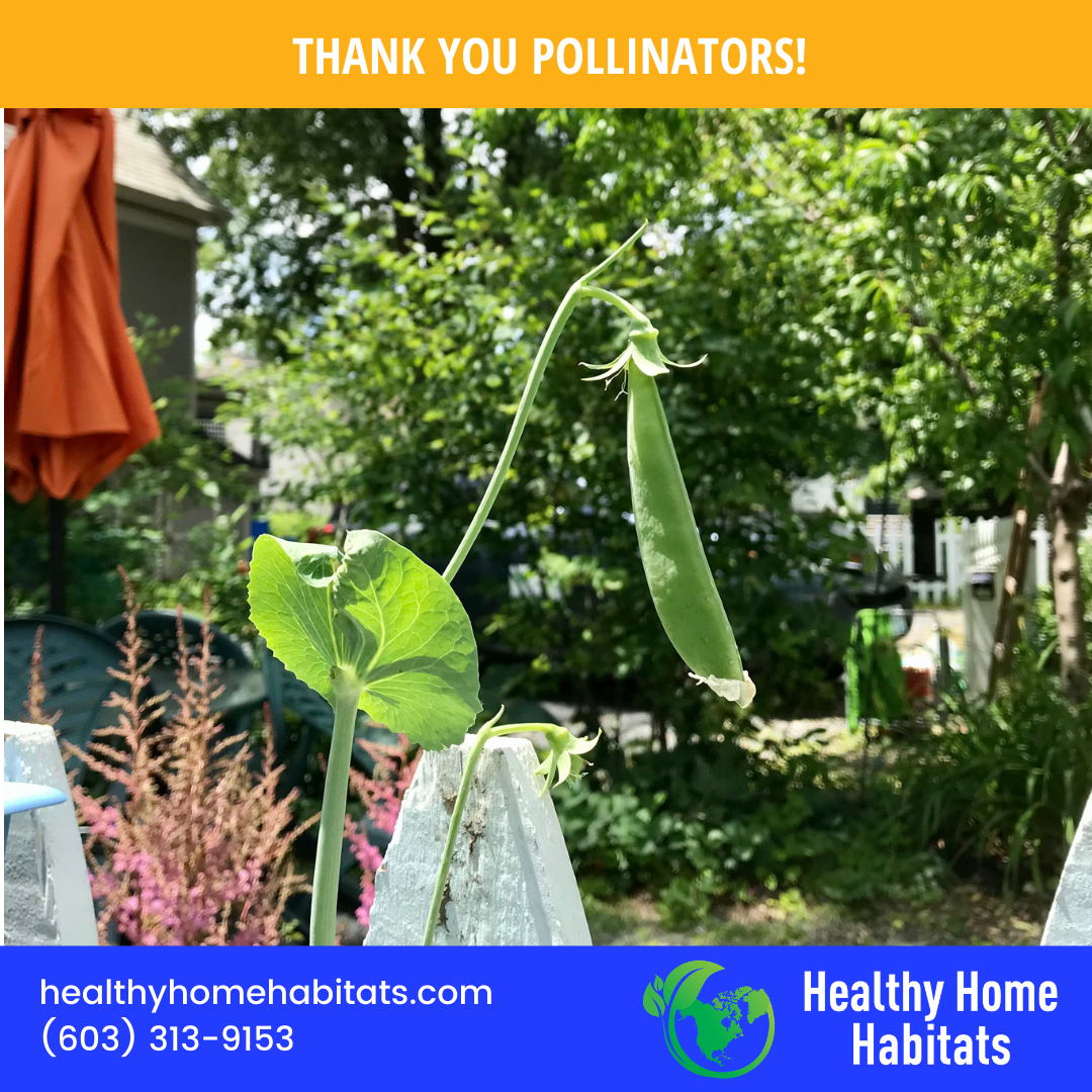 Thank You Pollinators!