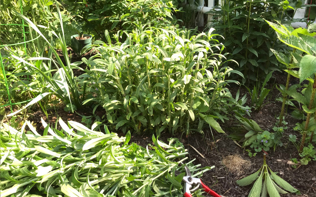 Mid-Summer Perennial Chop!