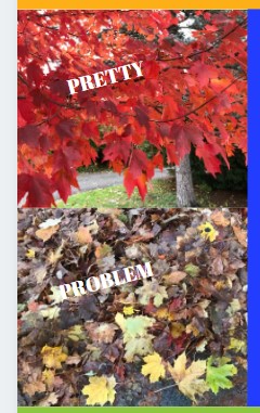 Wet Leaves -What are They Good For?!