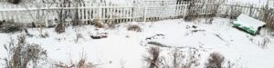 Winter in a Woodland Garden